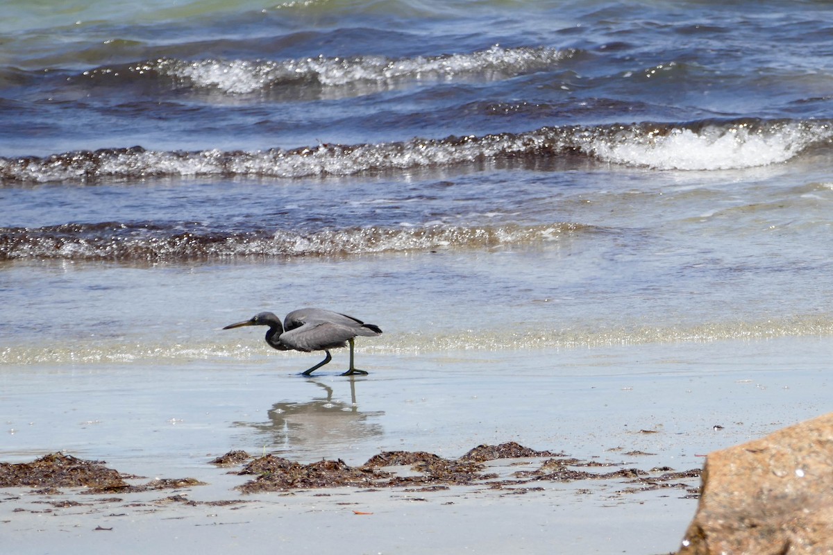 Pacific Reef-Heron - ML104312181