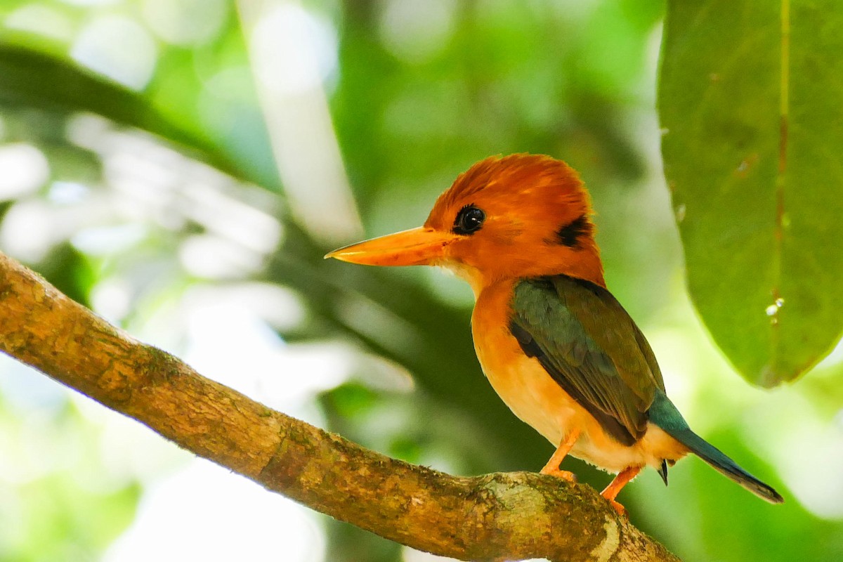 Yellow-billed Kingfisher - ML104312201