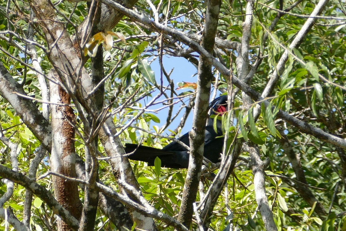 Palm Cockatoo - Nige Hartley