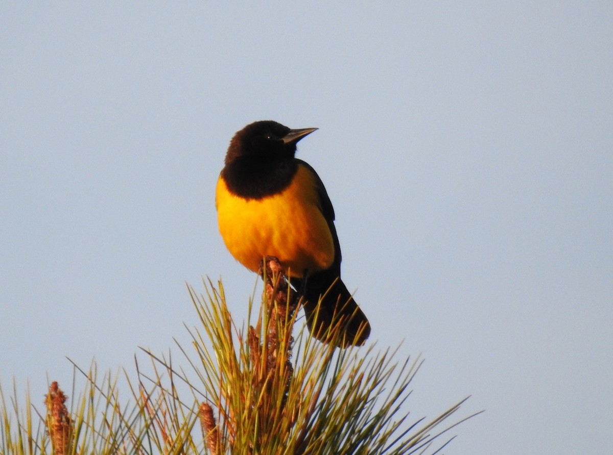Yellow-rumped Marshbird - ML104312531