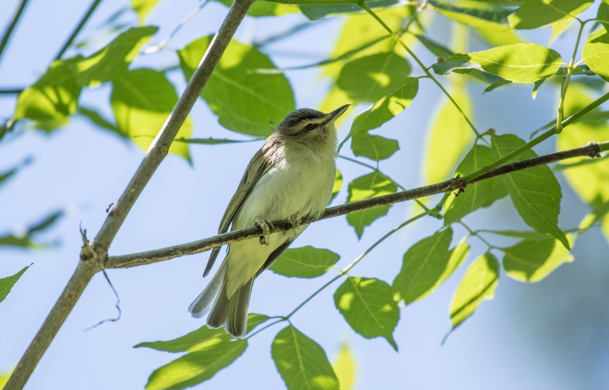 Kızıl Gözlü Vireo - ML104313041