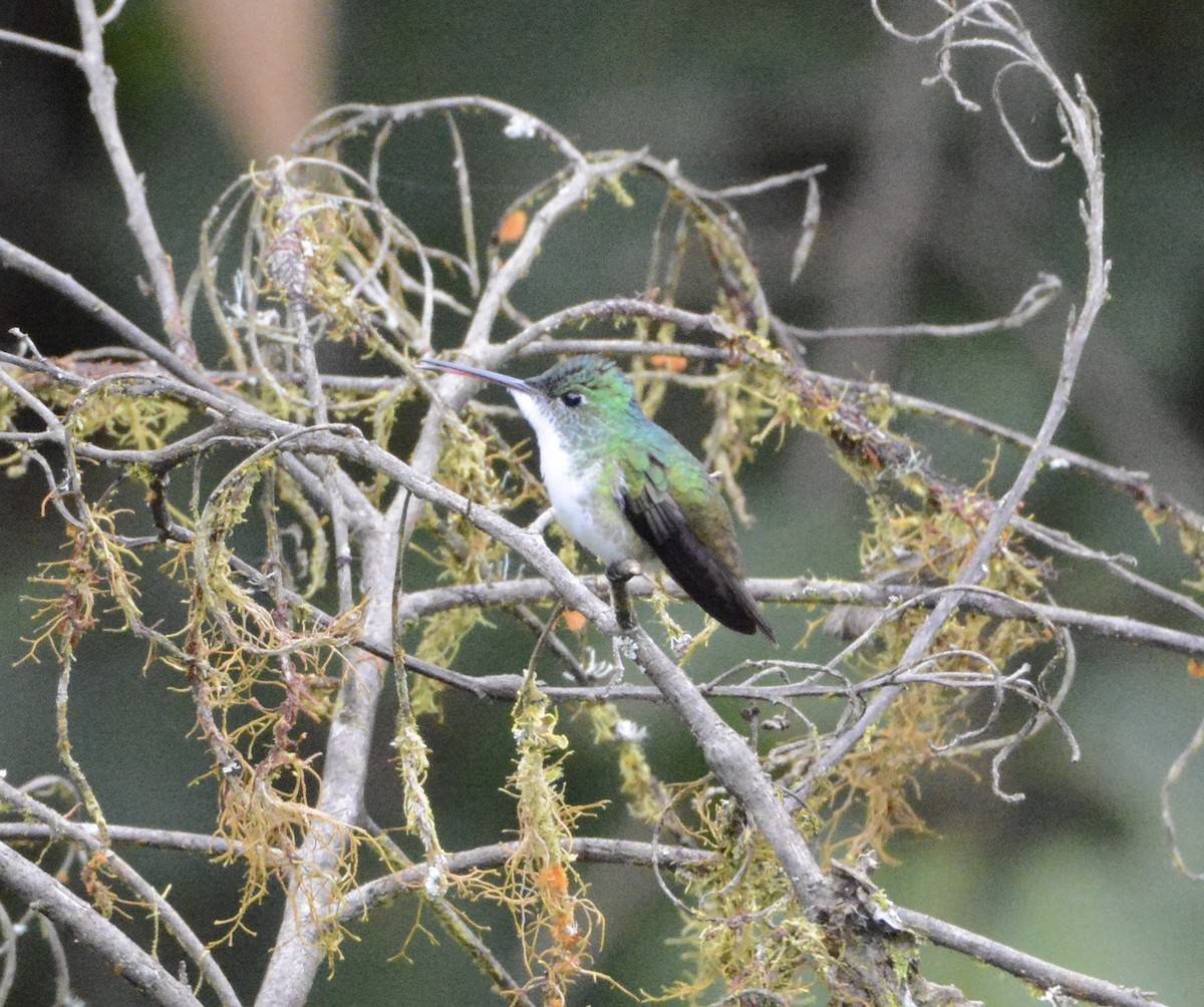 Andean Emerald - Taylor Abbott