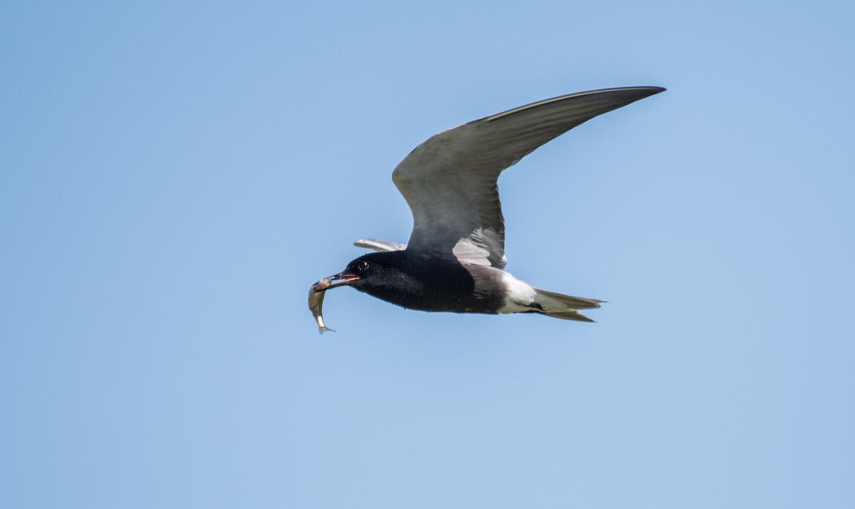 Black Tern - Simon Boivin