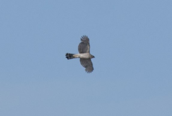 Cooper's Hawk - ML104319351