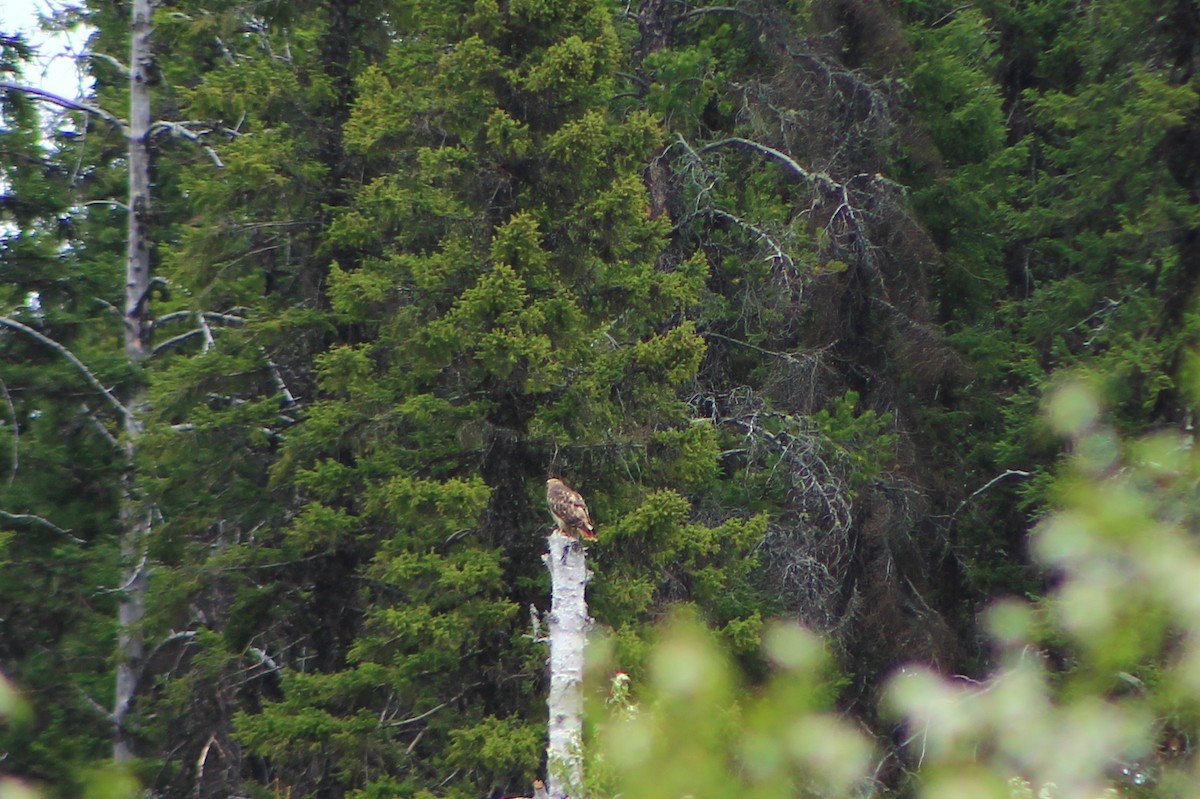Red-tailed Hawk - ML104320601