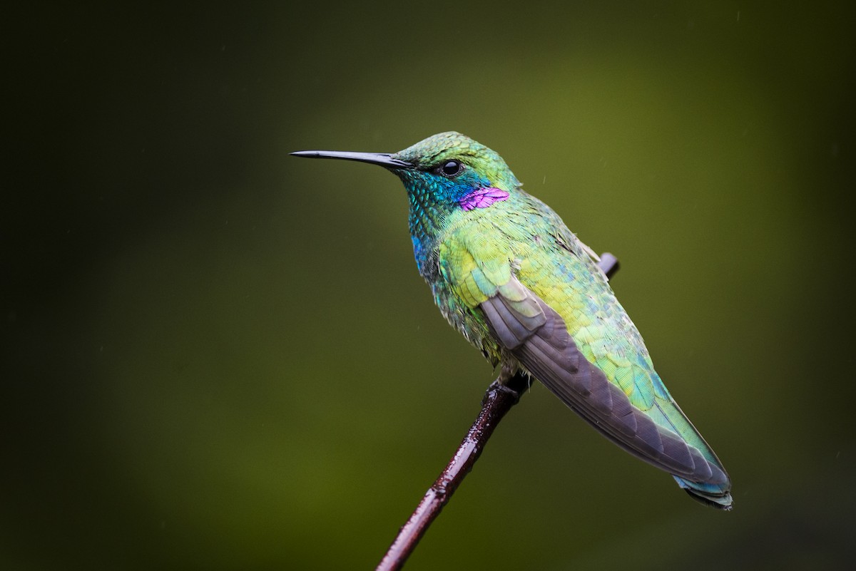 White-vented Violetear - ML104320651