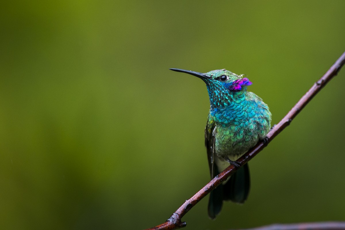 White-vented Violetear - ML104320751