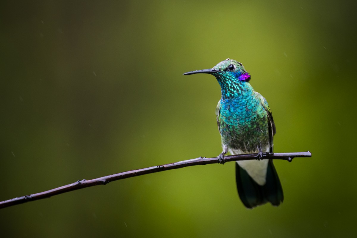 White-vented Violetear - ML104320791