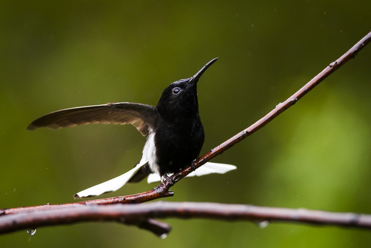 kolibřík černobílý - ML104321021