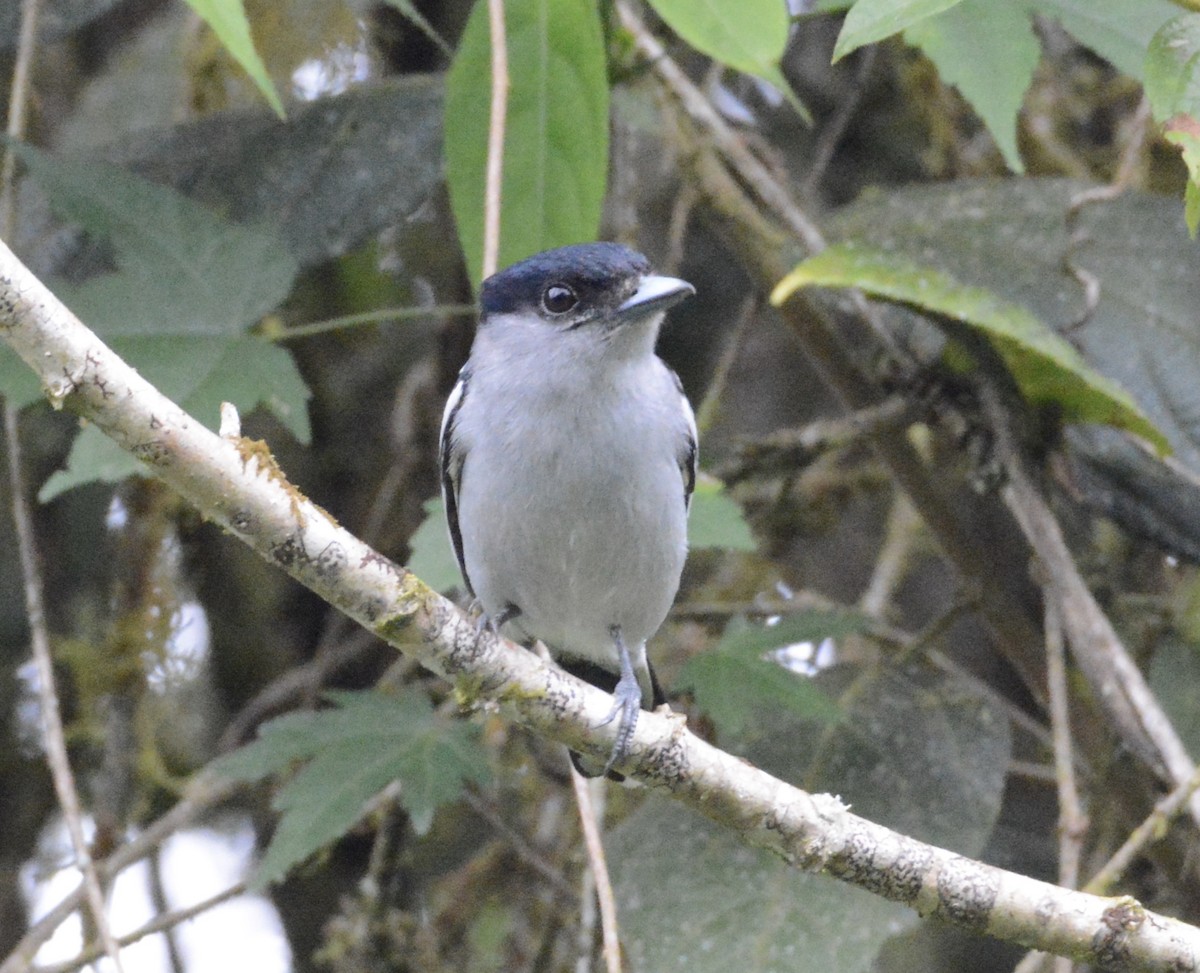 White-winged Becard - Taylor Abbott