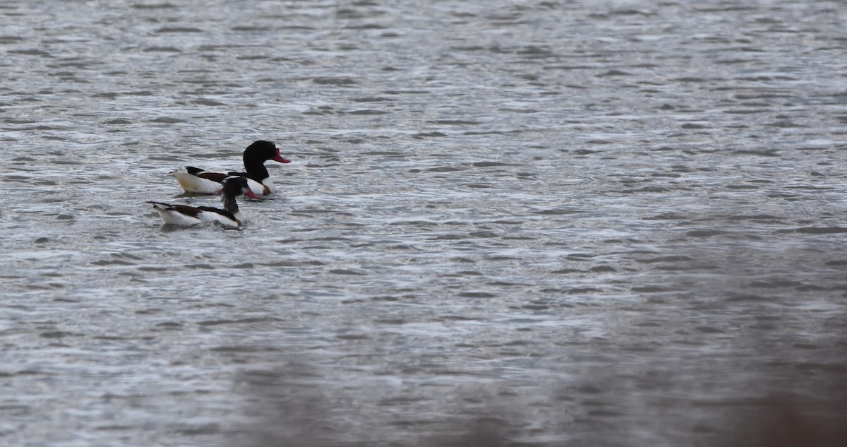 Common Shelduck - ML104322261