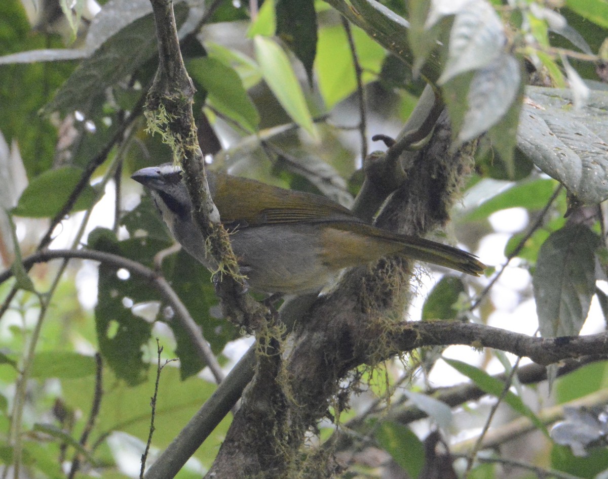 Buff-throated Saltator - ML104322891