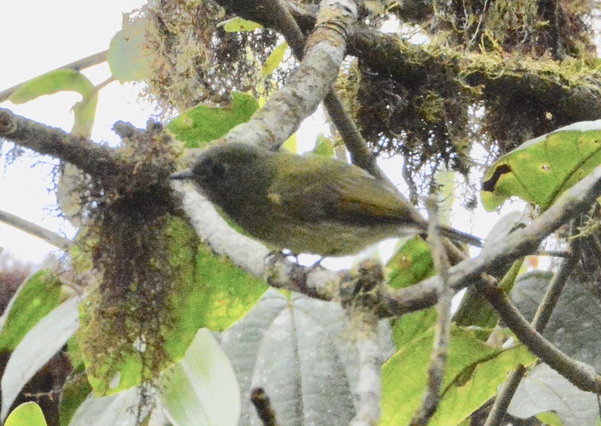 Streak-necked Flycatcher - Taylor Abbott