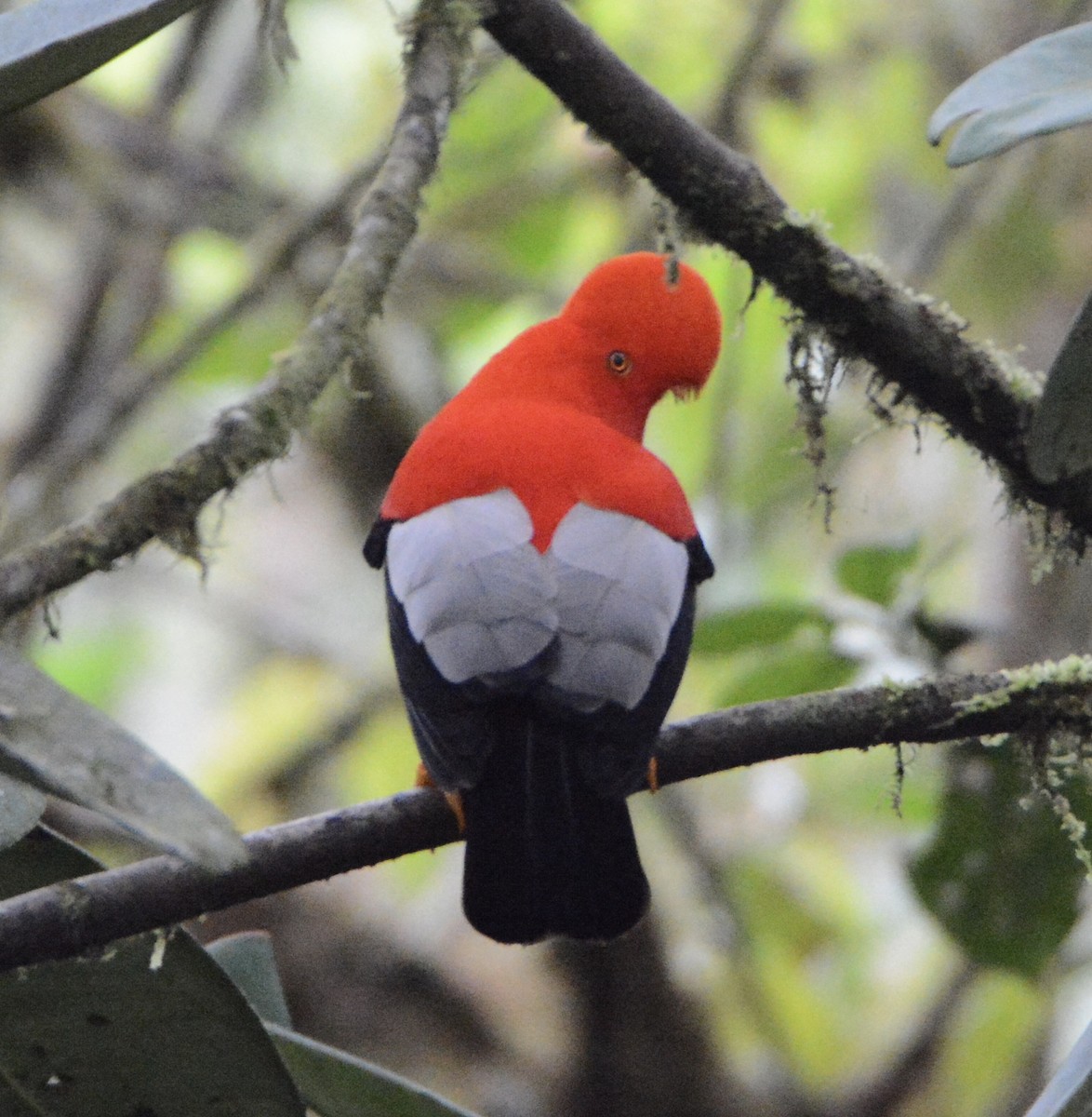 Andean Cock-of-the-rock - ML104323381