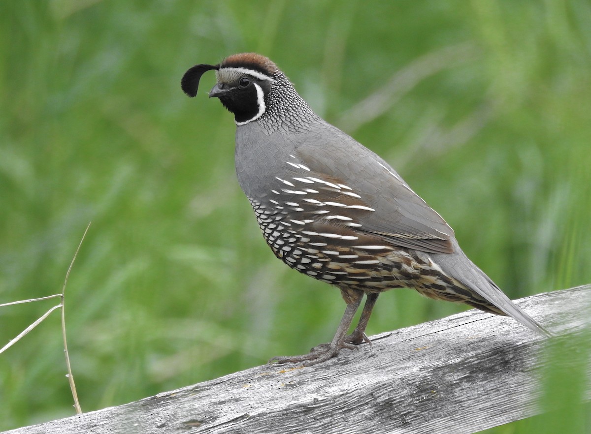 California Quail - Kalin Ocaña