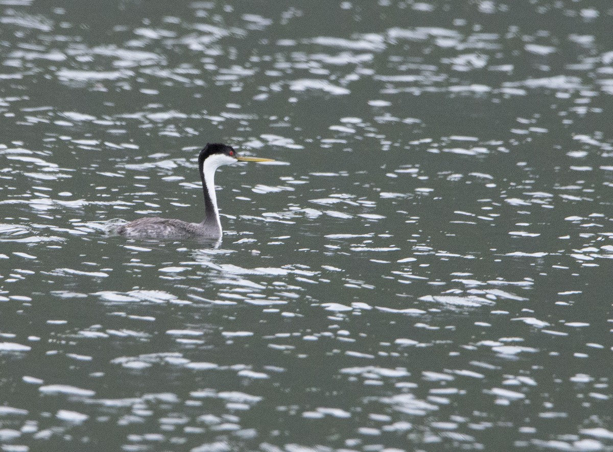 Western Grebe - ML104323841