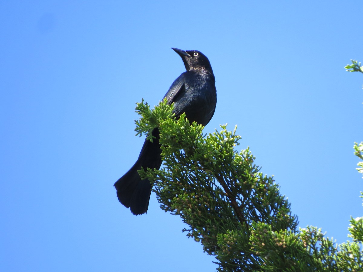 Brewer's Blackbird - ML104324911