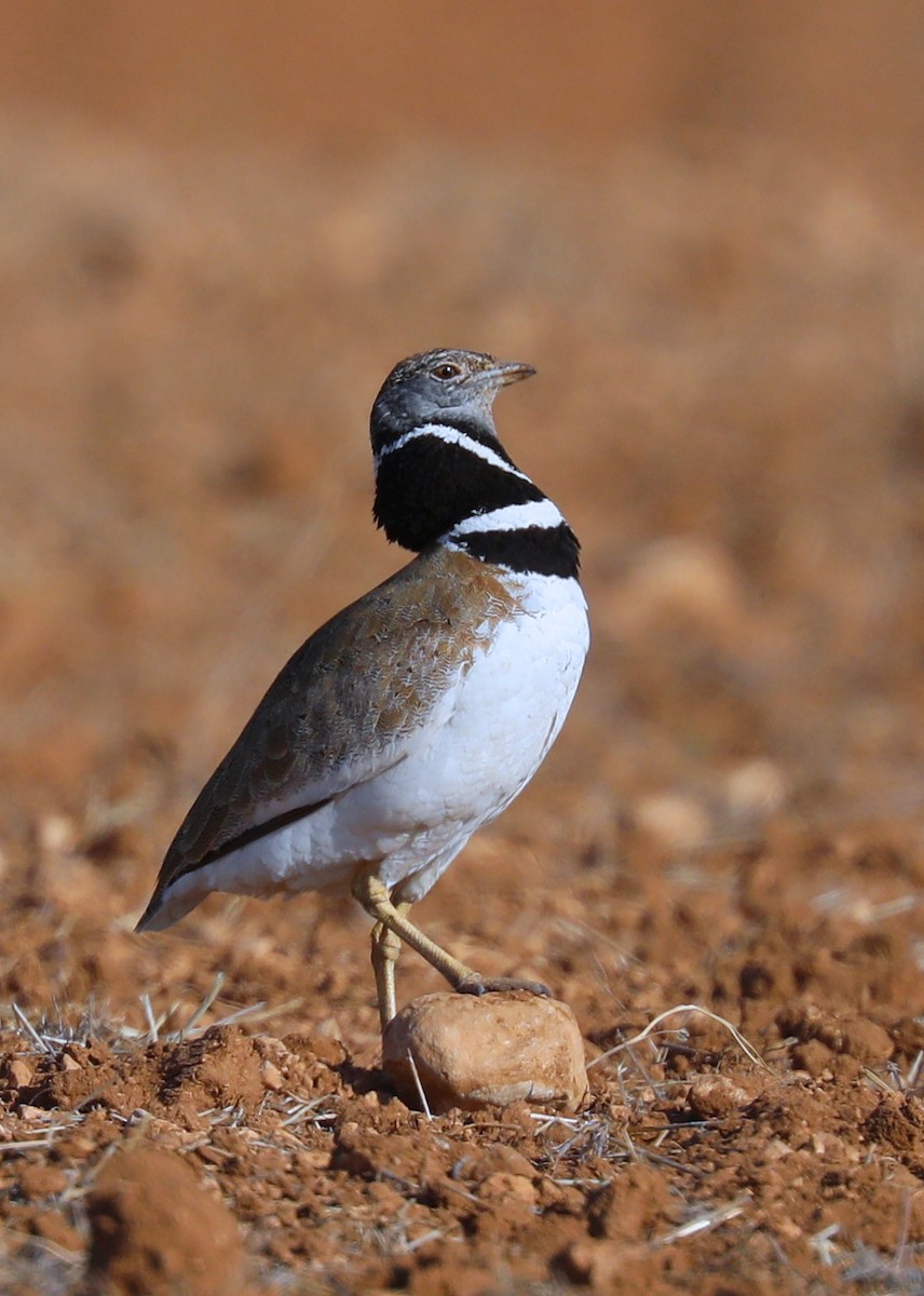 Little Bustard - Karmela Moneta