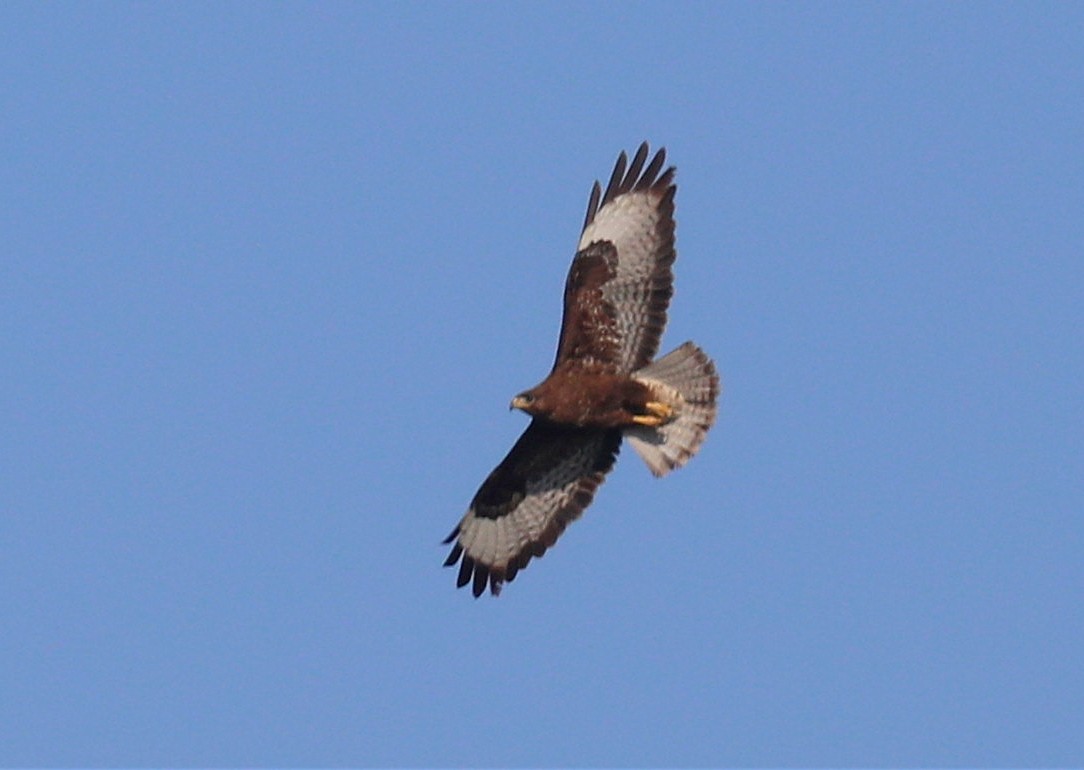 Common Buzzard - ML104328811