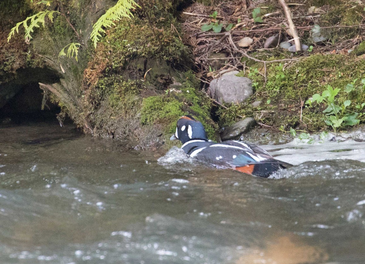 Harlequin Duck - ML104331801