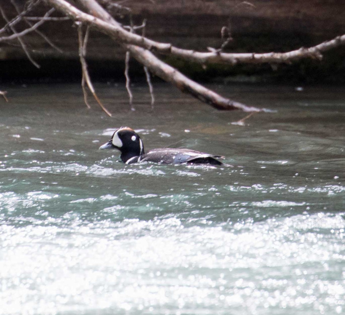 Harlequin Duck - ML104331811