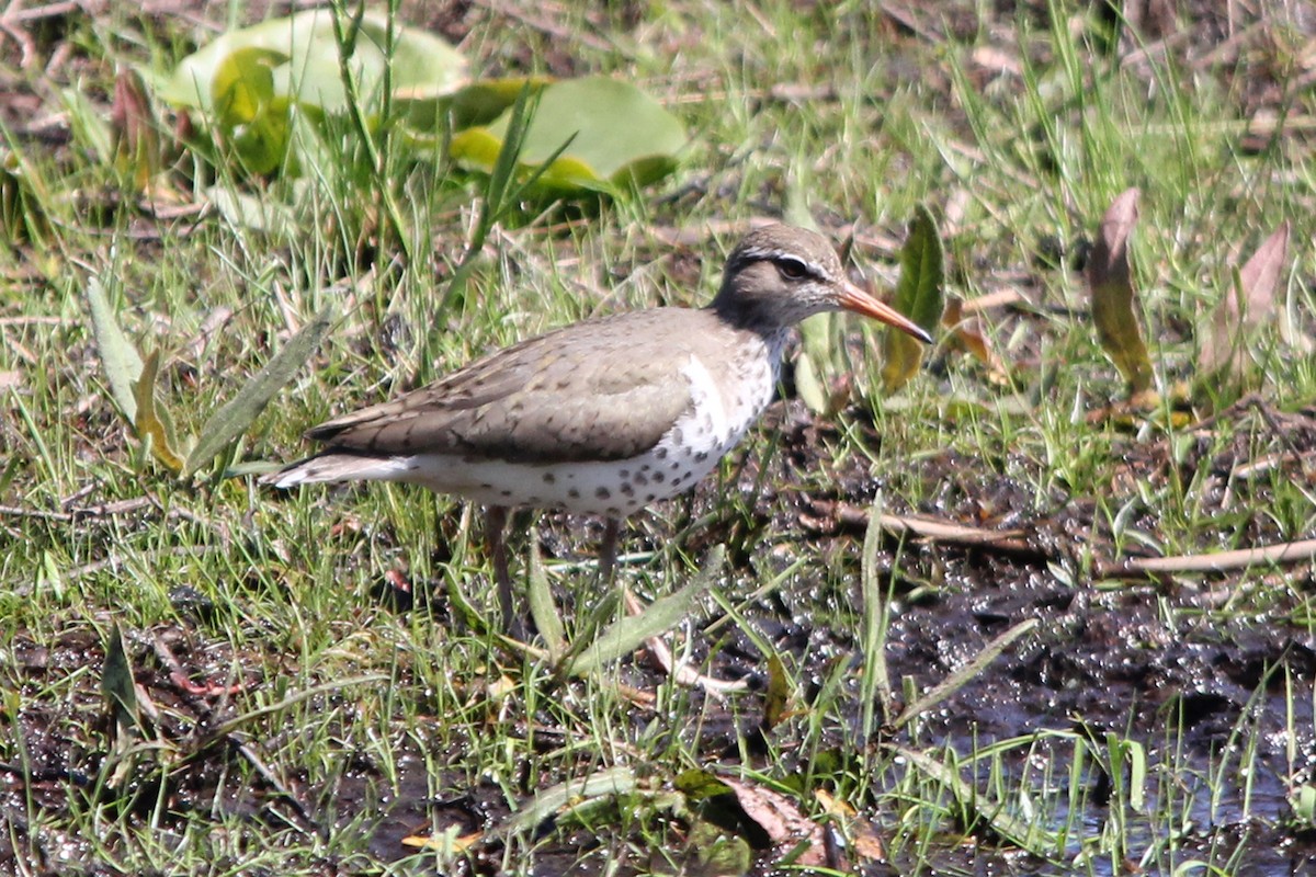 Spotted Sandpiper - ML104335621