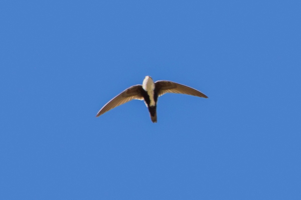 White-throated Swift - ML104336571