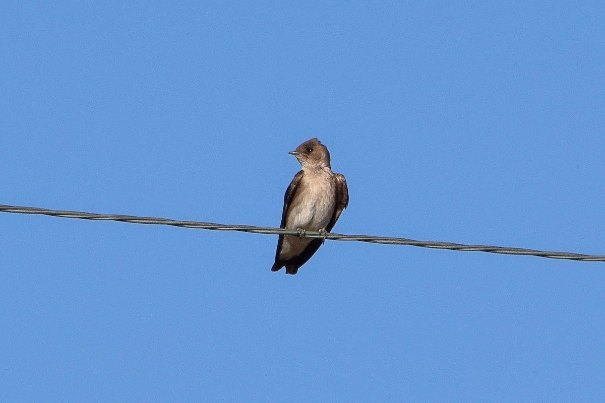 Hirondelle à ailes hérissées - ML104336941