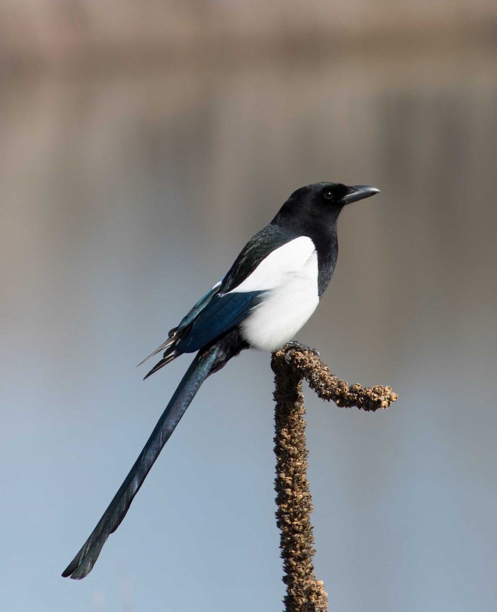 Black-billed Magpie - ML104336981