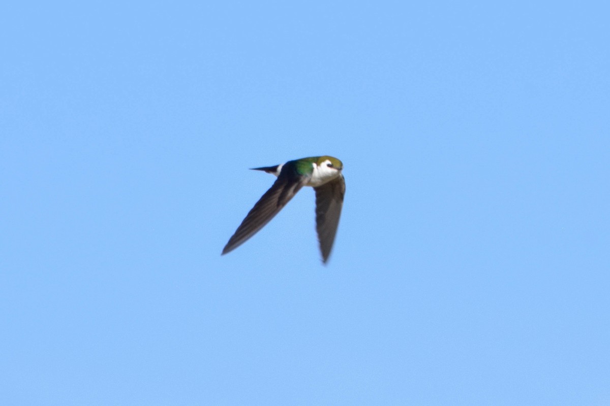 Violet-green Swallow - ML104337161