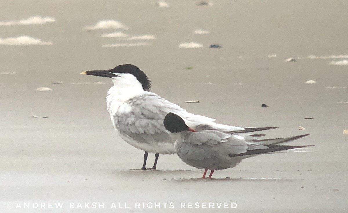 Sandwich Tern - ML104337371