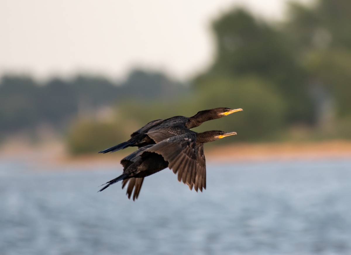 Double-crested Cormorant - Chase Moxley