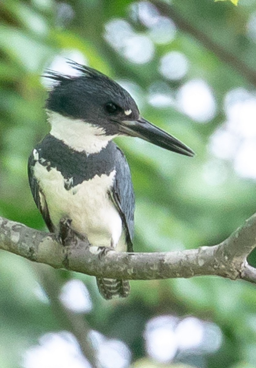 Belted Kingfisher - Bill Wood