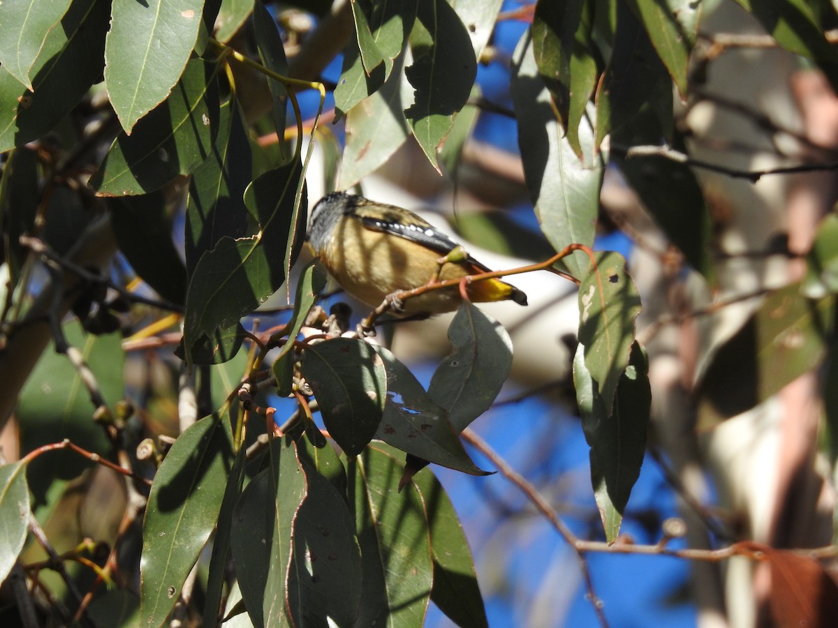 Spotted Pardalote - Jeffrey Crawley