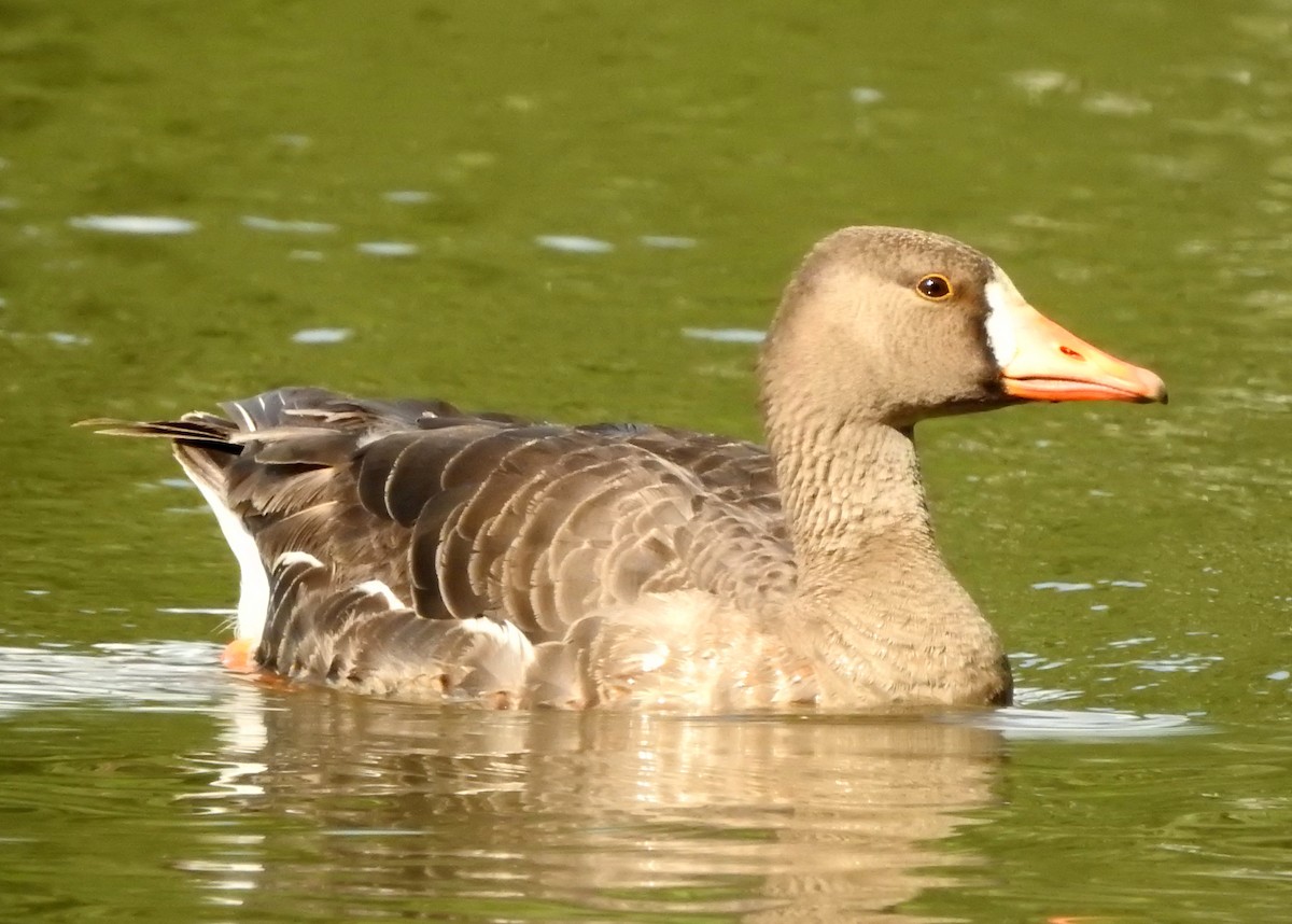 Greater White-fronted Goose - Sonya Massey