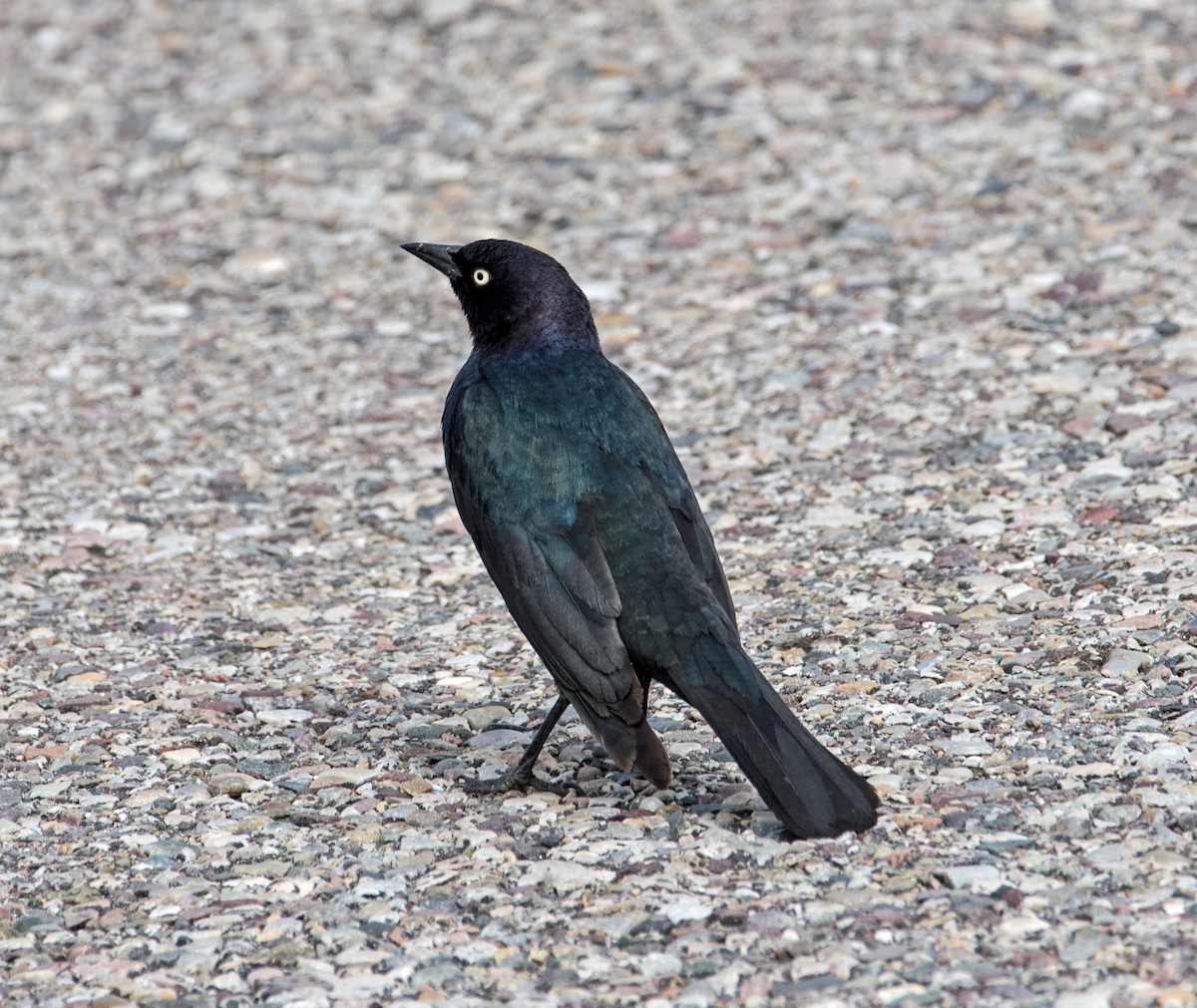 Brewer's Blackbird - ML104344681