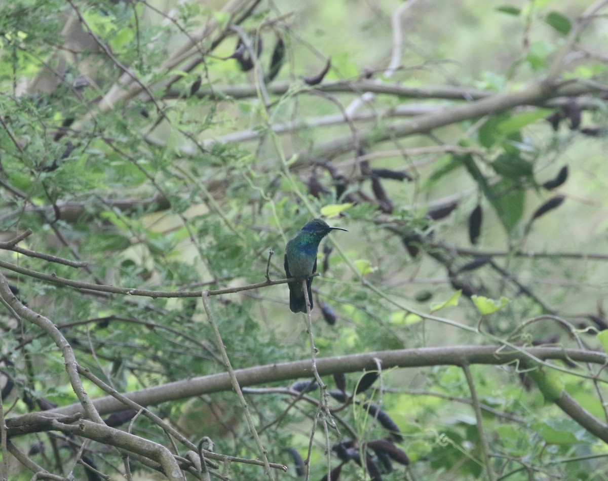 Mexican Violetear - ML104346541