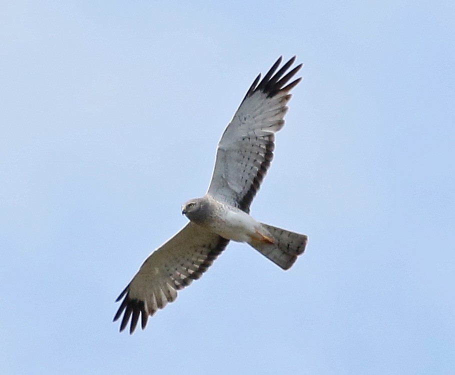 Northern Harrier - Charlotte Byers