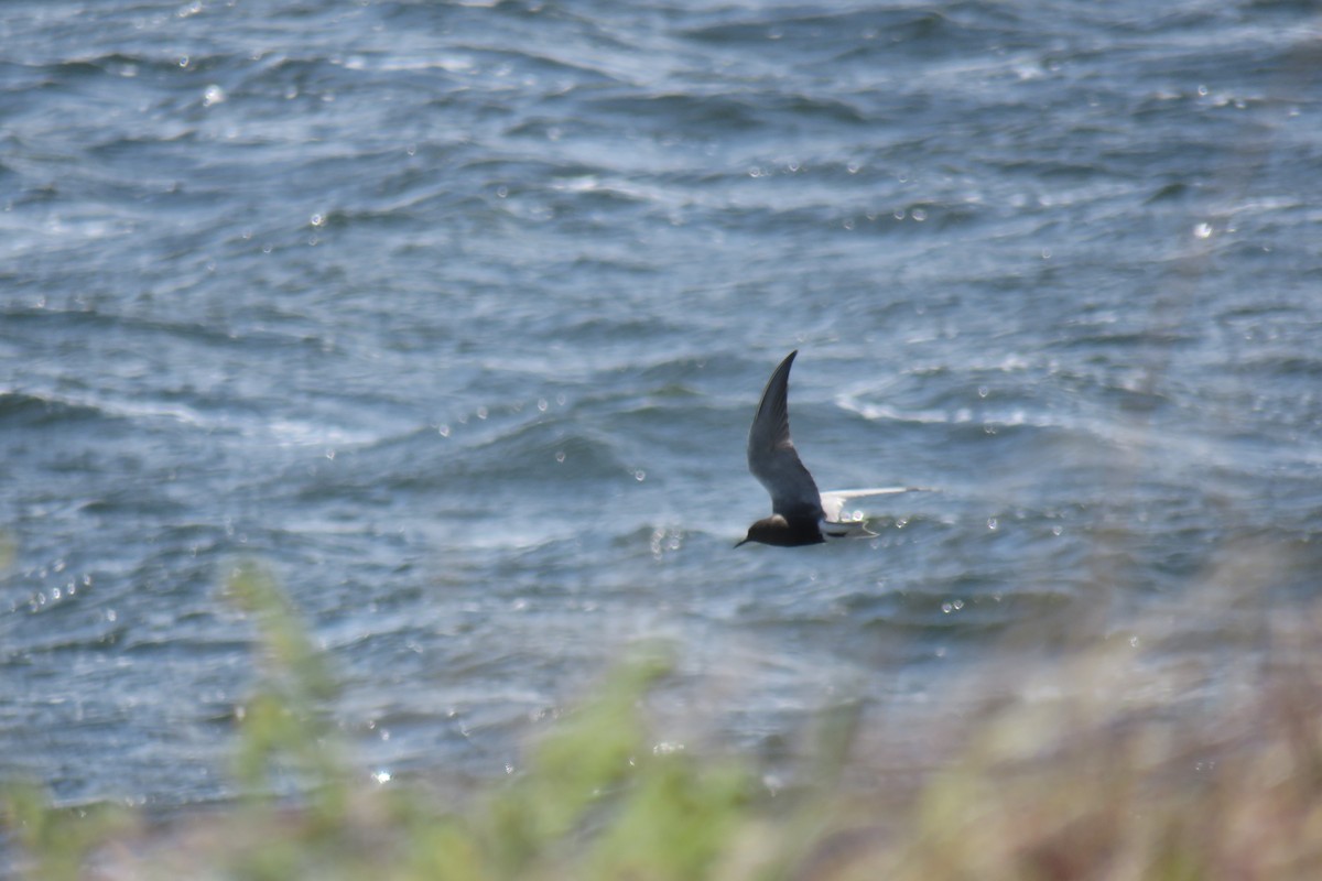 Black Tern - ML104347731