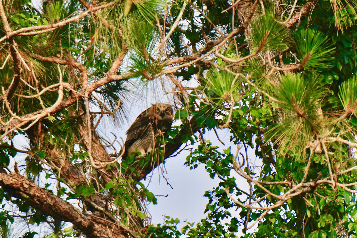 Great Horned Owl - Tom Hanson