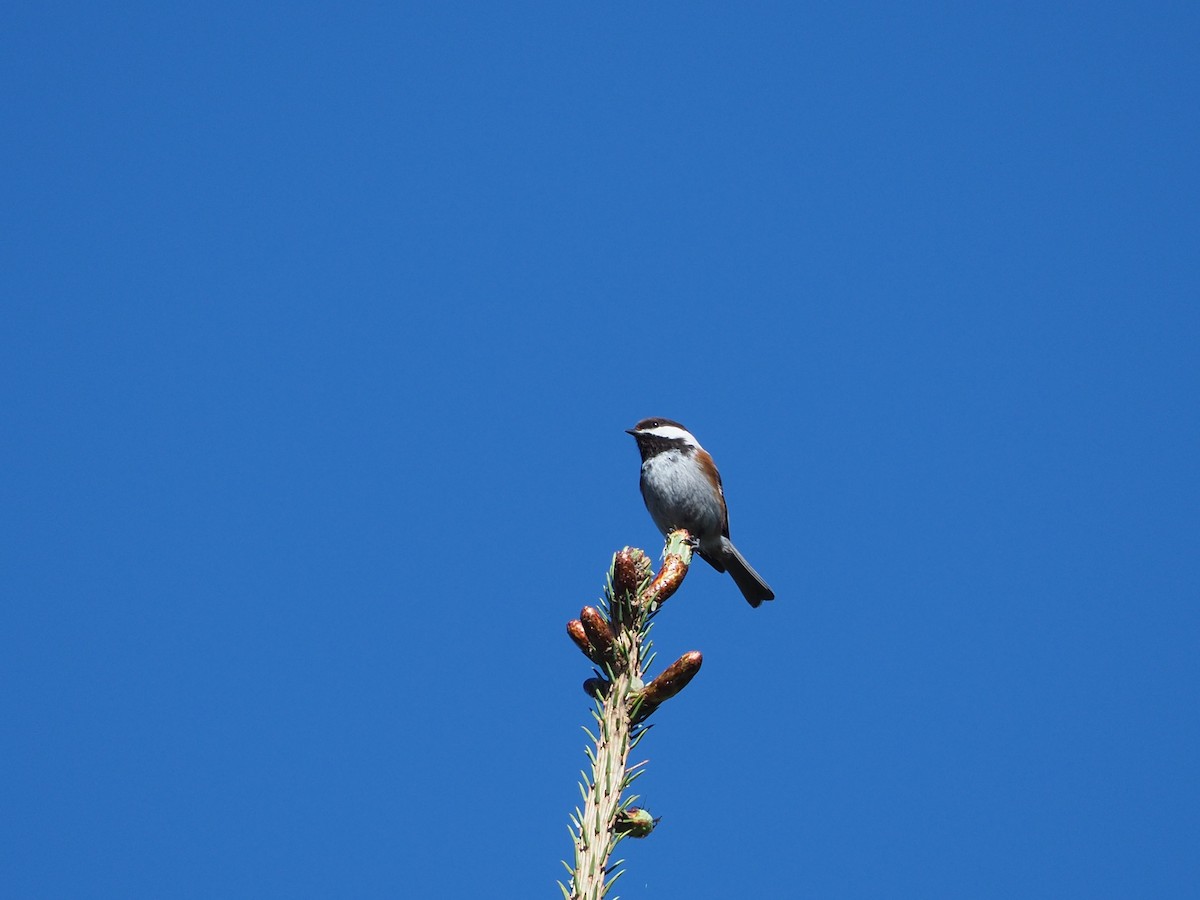 Mésange à dos marron - ML104348301