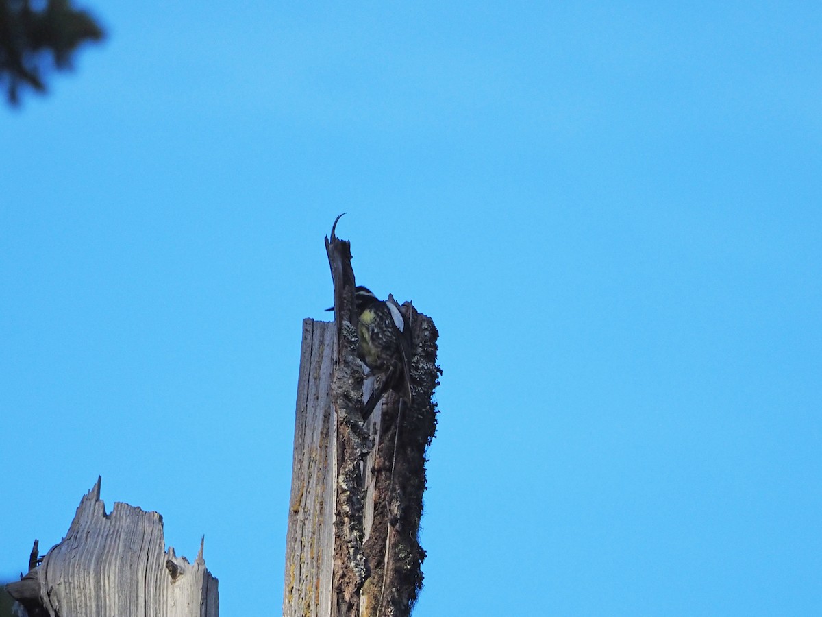 Williamson's Sapsucker - Scott Ramos