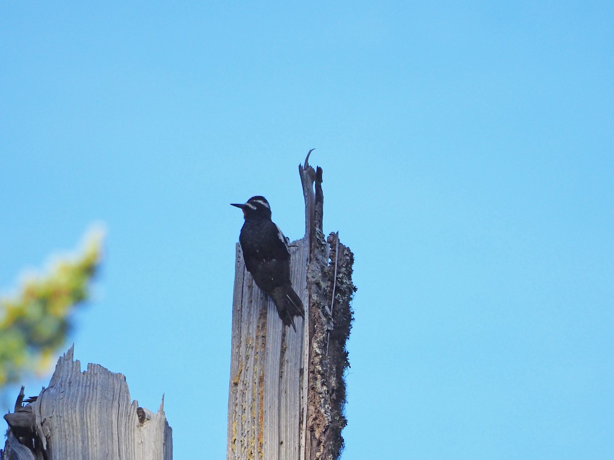 Williamson's Sapsucker - ML104348401