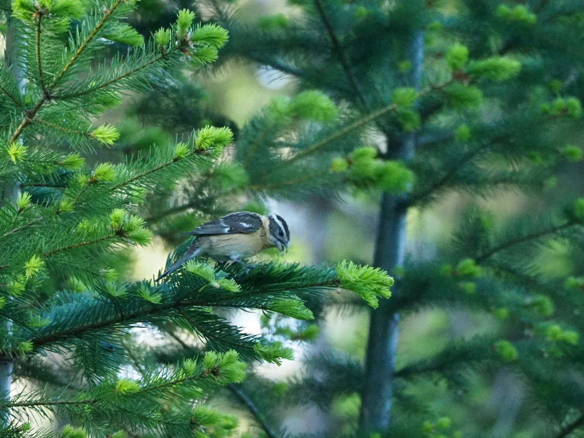 Black-headed Grosbeak - ML104348451