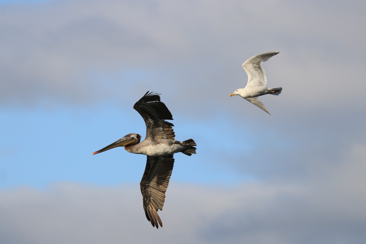 Brown Pelican - ML104350641