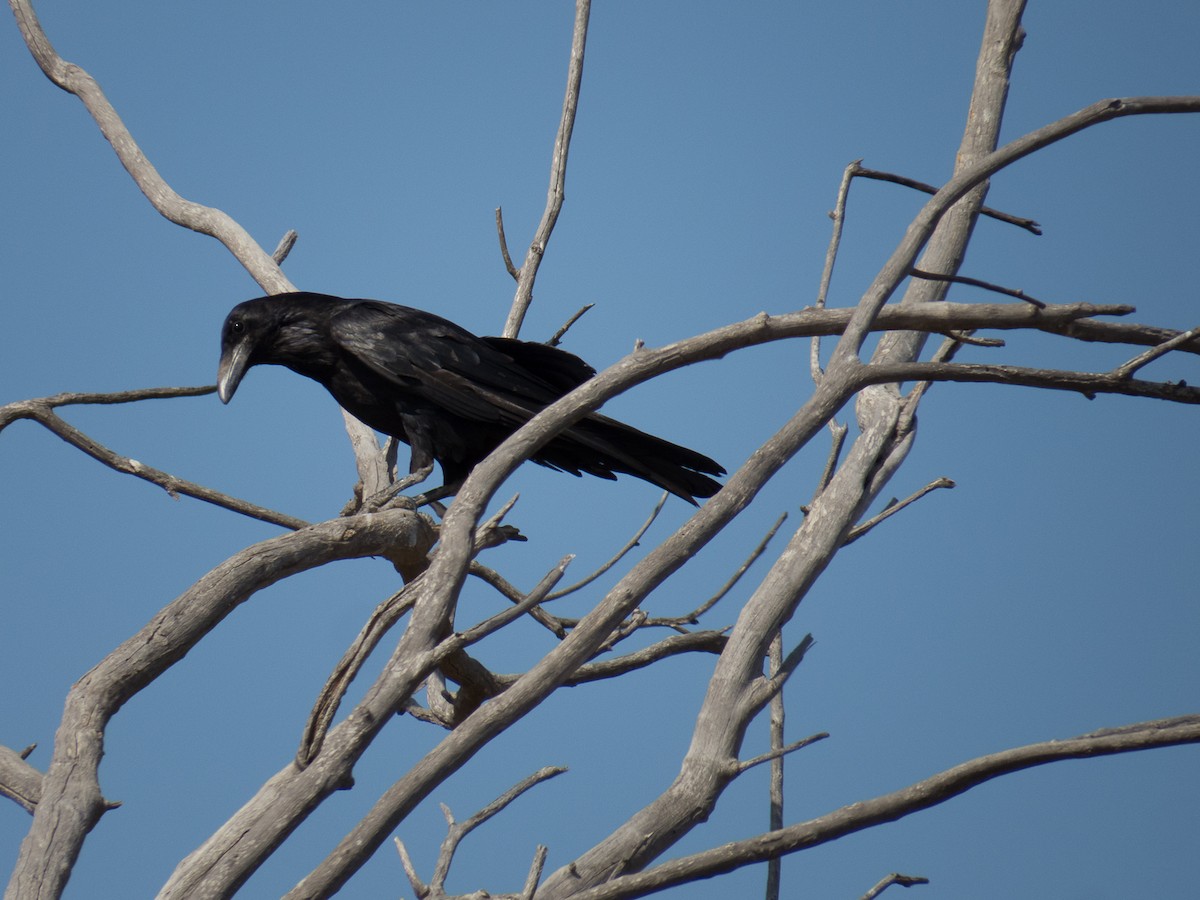 Common Raven - Aquiles Brinco