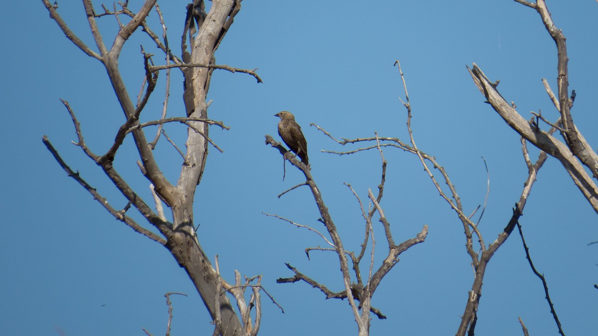 Brown-headed Cowbird - ML104351551