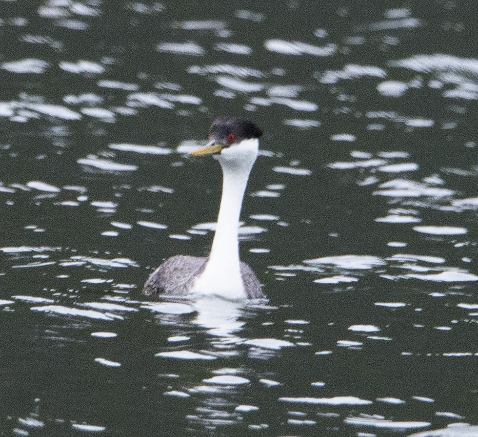 Western Grebe - ML104351571