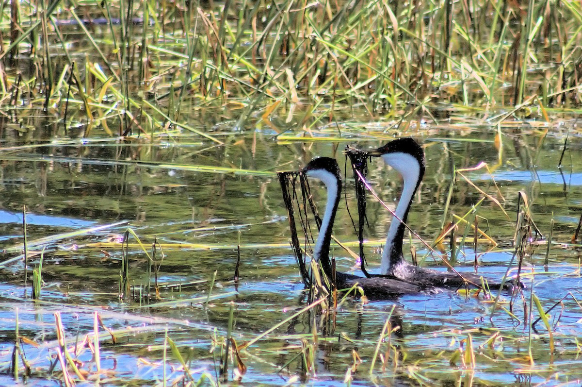 Western Grebe - ML104351781