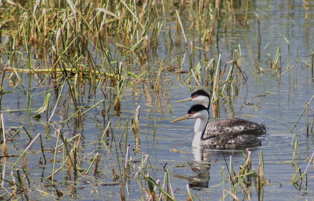 Western Grebe - ML104351791